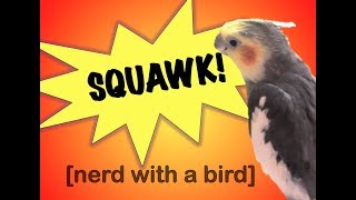 Cockatiels are loud Watch this before getting a pet bird [upl. by Mallissa]