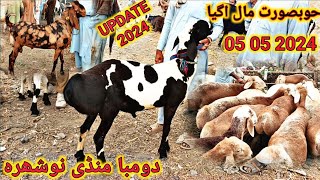 Nowshera Peshawar Dumba Market New Update 05 June 2024 l Turky Or Balkhi Dumbay For Qurbani 2024 [upl. by Nashbar839]