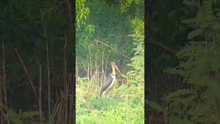 Lesser Adjutant 2 shortvideo wildbirds subscribe nature shortsfeed shorts short cambodia [upl. by Bryanty]