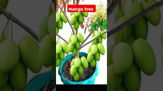 How to propagation mango tree by air layering mangotree [upl. by Va]