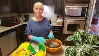 REPOTTING MY ZEBRA PLANT  DONNA JOSHI [upl. by Rolyab875]