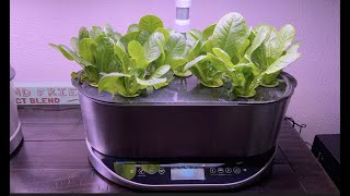 My First Aerogarden Bounty Elite Harvest  Romaine Lettuce [upl. by Colver]