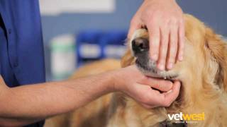 Giving Your Dog a Tablet  Vetwest Animal Hospitals [upl. by Herzig]