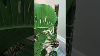 Monstera adansonii chop ✂️ plants houseplants monstera [upl. by Hamlin]