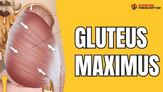 The Ultimate Guide to Gluteus Maximus Unraveling the Science of Anatomy and Biomechanics [upl. by Megdal218]