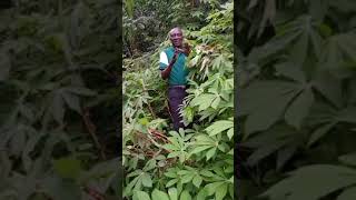 03 COMMENT SE SOIGNER AVEC LES FEUILLES KWÈM ET LES TUBERCULES DE MANIOC M̃BOÑ [upl. by Koorb575]