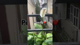 Peace lily  Air purifier plant  peacelily indoor plant garden shorts [upl. by Imled]