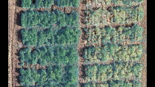 How to delineate crops from Drone Orthophotos with QGIS  Tutorial [upl. by Safko]