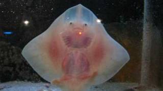 Dancing baby stingrays [upl. by Nyllaf490]