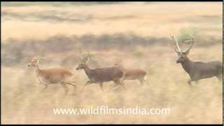 Barasingha at Kanha [upl. by Ahsitaf]