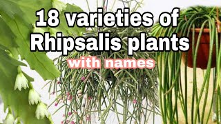 18 different types and varieties of rare Rhipsalis varieties [upl. by Irahk]