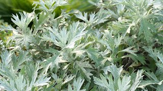 Planting Artemisia Silver Lining by Proven Winners [upl. by Adnohsar]