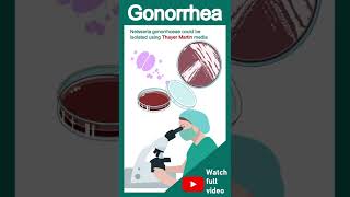 Gonorrhea explained in 1 minute  Neisseria gonorrhoeae  pathology in 1 minute [upl. by Lankton]