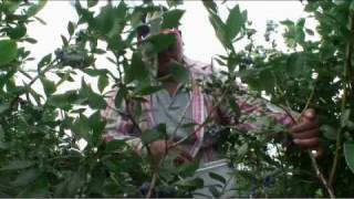 Farmers harvest blueberries in New Jersey Pinelands birthplace of the cultivated highbush blueberry [upl. by Oinotna]