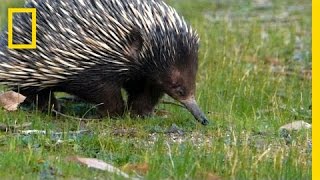 Prickly Love Echidnas Caught Mating  National Geographic [upl. by Odyssey806]