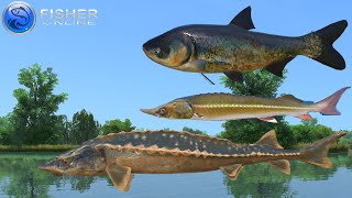 ReVisiting Ukraine  Large Persian Sturgeon Sterlet Ides Mullets  Fisher Online  Ep 56 [upl. by Teahan150]