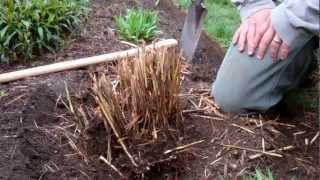 How to Divide Ornamental Grasses [upl. by Neelhtac]