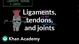 Ligaments tendons and joints  Muscularskeletal system physiology  NCLEXRN  Khan Academy [upl. by Hayimas]