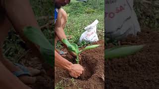 how to plant banana lakatan planting 🍌 [upl. by Punke]