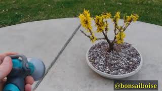 Forsythia bonsai from nursery [upl. by Asilanna392]