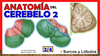 🥇 Anatomía del CEREBELO 24 Lóbulos divisiones ¡Explicación Sencilla [upl. by Yesnik]