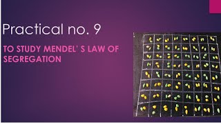 Class 12 Biology practical no9  To study Mendels law of segregation [upl. by Trip]