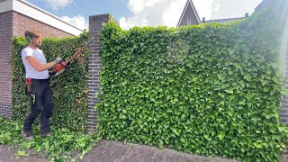 Ivy hedge trim with Stihl HSA 86 hedge trimmer Hedera hibernica [upl. by Sellma]