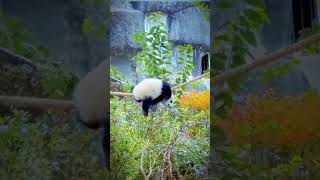 PANDA VIDEOTHANKS FOR WATCHING pandasong youtubeshorts foryou babyshorts [upl. by Zebedee757]