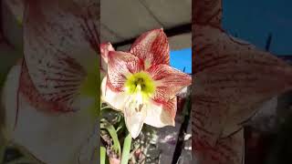 Hippeastrum Flamenco Queen hippeastrum amaryllis flowers [upl. by Ahsuatan]