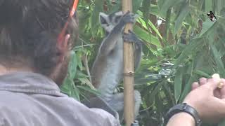 Des Makis Cattas très actifs au Zoo de Touroparc  Romanèche Thorins 71 [upl. by Marceau]