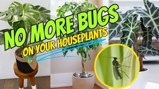 The Ultimate Guide To Plant Pests And How to Get rid of them [upl. by Brackett482]