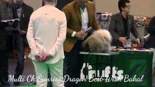 Pekingese Crufts 2016 Open Dog [upl. by Ohce]