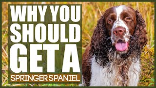 WHY YOU SHOULD GET A SPRINGER SPANIEL [upl. by Eriam475]