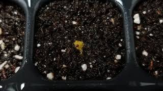 Part II How to Properly Melt Seed Pellets [upl. by Linsk]