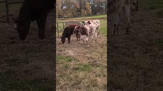 Shorthorn cattle [upl. by Nerral]