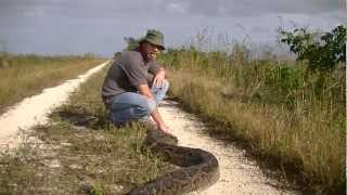 142quot Python Caught in Everglades [upl. by Kusin]