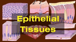 Epithelial tissues class 9 Epithelial tissues Types and Functions Biology [upl. by Mafalda969]