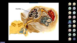 Anat Vestibular system By Dr Yasir Elhassan [upl. by Eelam]