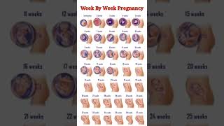 Pregnancy Week By Week ll 1  41 Weeks Fental Development [upl. by Klug242]