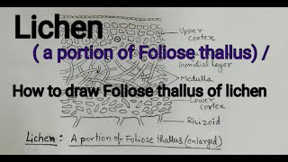 Lichen  a portion of Foliose thallus  How to draw lichen Foliose thallus Foliose lichen diagram [upl. by Ssegrub]