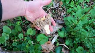 Morel foraging in Western North Carolina March 24th Great morning walk beautiful prime Morchella [upl. by Teerprah32]