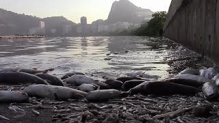 MassenFischsterben in Rio de Janeiro [upl. by Balliol]