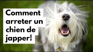 Comment arrêter un chien de japper [upl. by Adon]