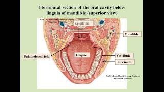 Anatomy of the oral cavity [upl. by Corene]