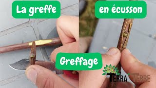 Greffe en écusson  Techniques et astuces [upl. by Mond679]