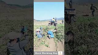 Hard Working Day 300 Rotary Wood Grabber Clearing Process [upl. by Ilysa899]