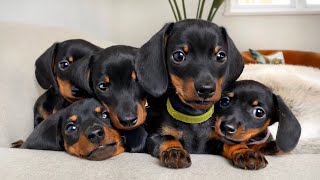 Dachshund puppies 4  8 weeks old compilation [upl. by Alarick]