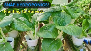 SNAP HYDROPONIC PECHAY PLANTING TO HARVEST DIY Hydroponic Setup [upl. by Joyce629]