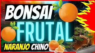 como HACER un 🍊BONSAI FRUTAL🍊 PASO a PASO bonsái de naranjo chino PARTE 1🌳 [upl. by Acinomad314]