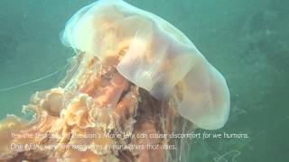 Lions Mane Jelly Cyanea capillata [upl. by Aisena872]